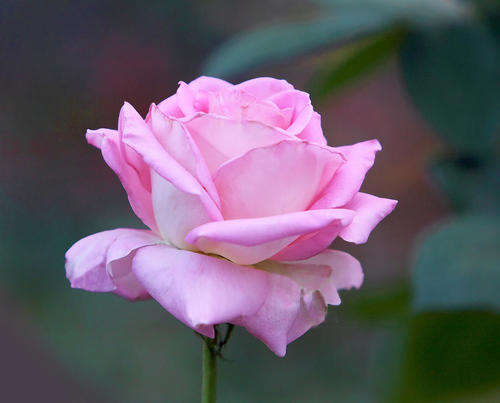 Soft Pink Rose Seeds (15 seeds)