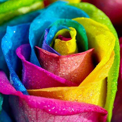 Rainbow Rose Seeds (15 seeds)