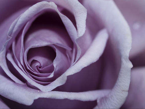 Soft Purple Rose Seeds (15 seeds)