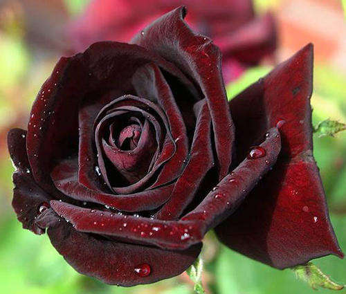 Louis XIV Rose Seeds (15 seeds)