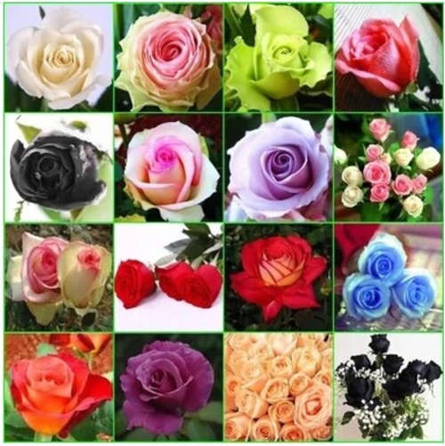Rose seeds Special Pack = 140 seeds, 12 types