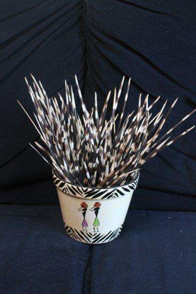 Over 100 Porcupine Quills