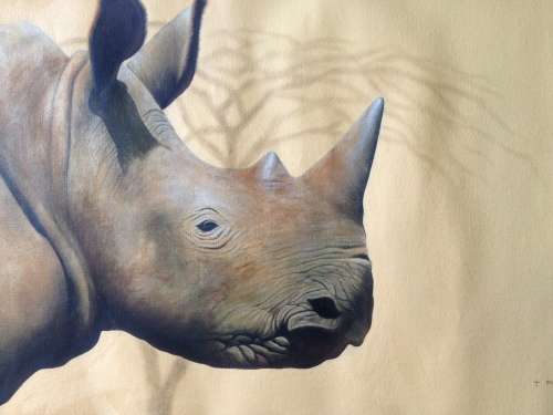 Rhinoceros by Matthew Gerard Alexander (2007)