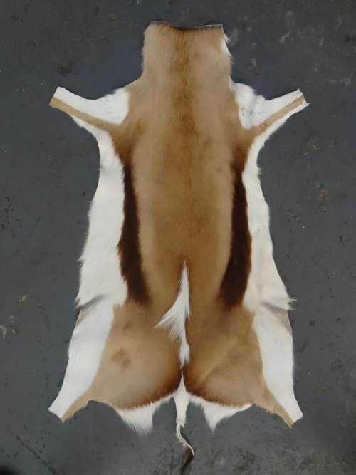 SPRINGBOK / SPRINGBUCK HIDE