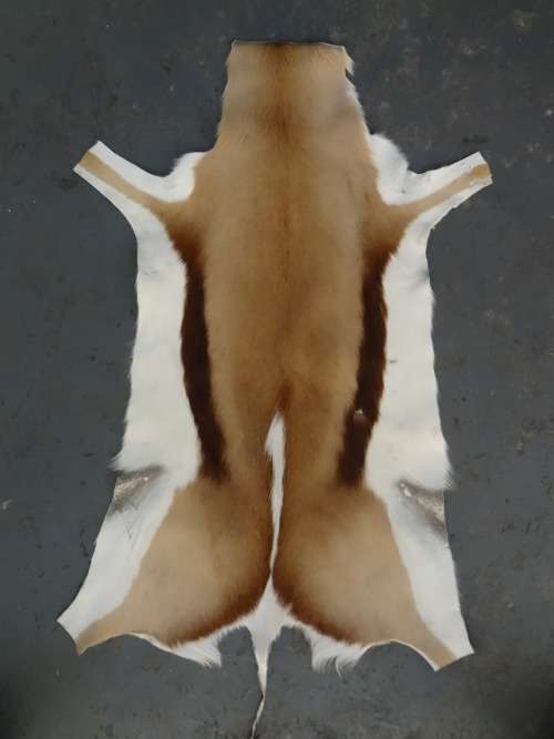 SPRINGBOK / SPRINGBUCK HIDE