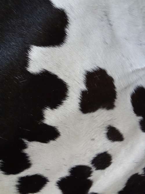 NGUNI COW HIDE - RETAIL R6 500