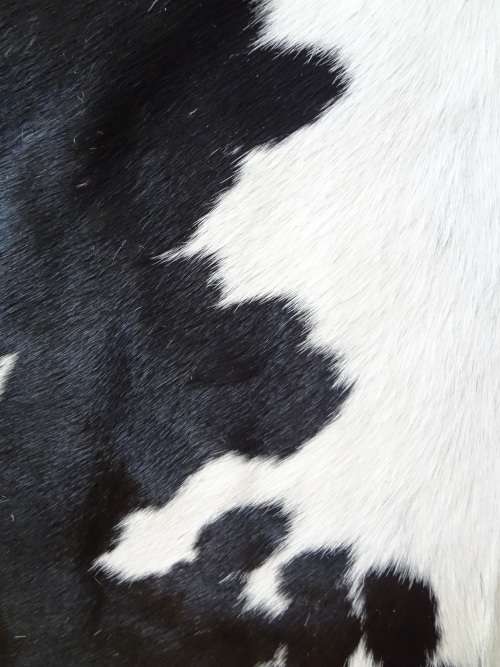 NGUNI COW HIDE - RETAIL R6 500
