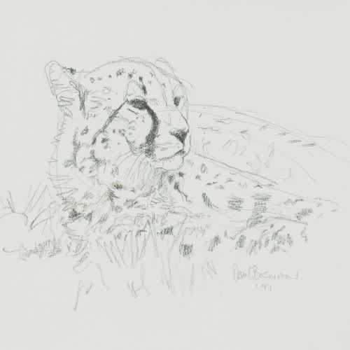 paul bosman - cheetah