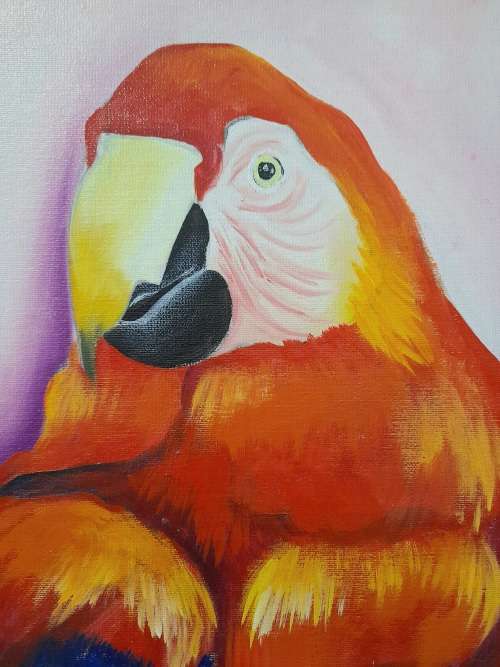 simone msimbine - parrots