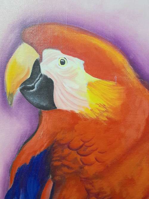 simone msimbine - parrots