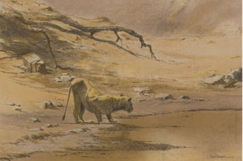 kim donaldson lioness