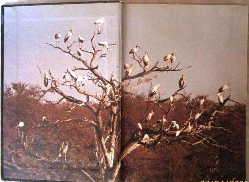 Birds of Botswana