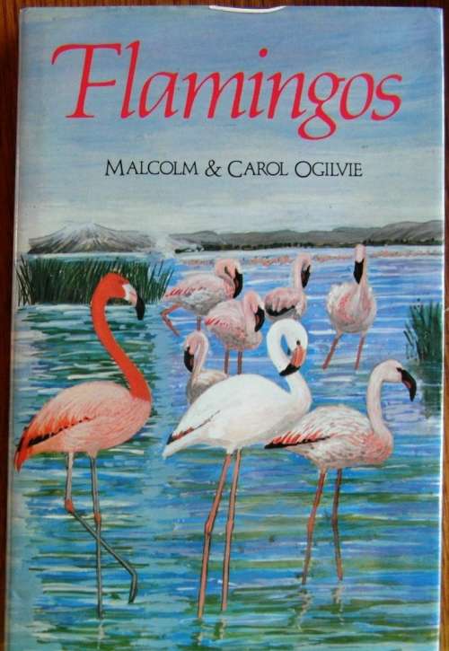 Flamingos