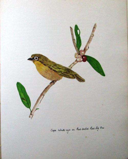 The Springing of the Year `A South African Country Diary`