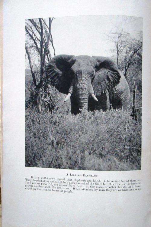 Safari a Saga of the African Blue