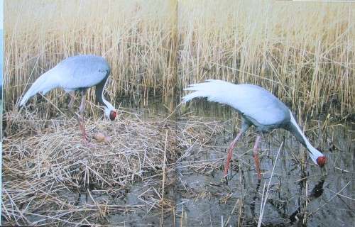 The Magic of Cranes