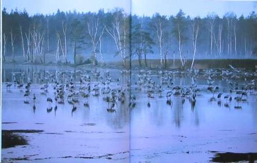 The Magic of Cranes