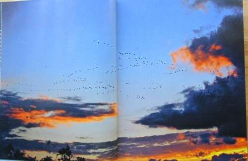 The Magic of Cranes