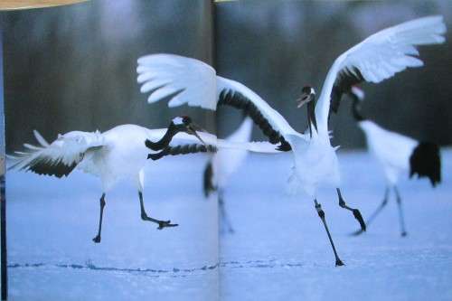 The Magic of Cranes