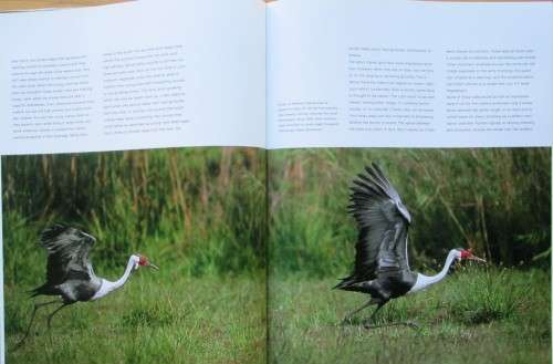 The Magic of Cranes