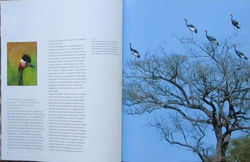 The Magic of Cranes