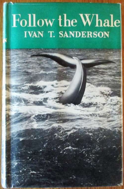 Follow the Whale