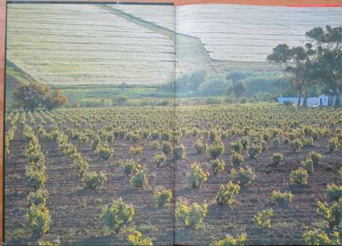 Agriculture in South Africa
