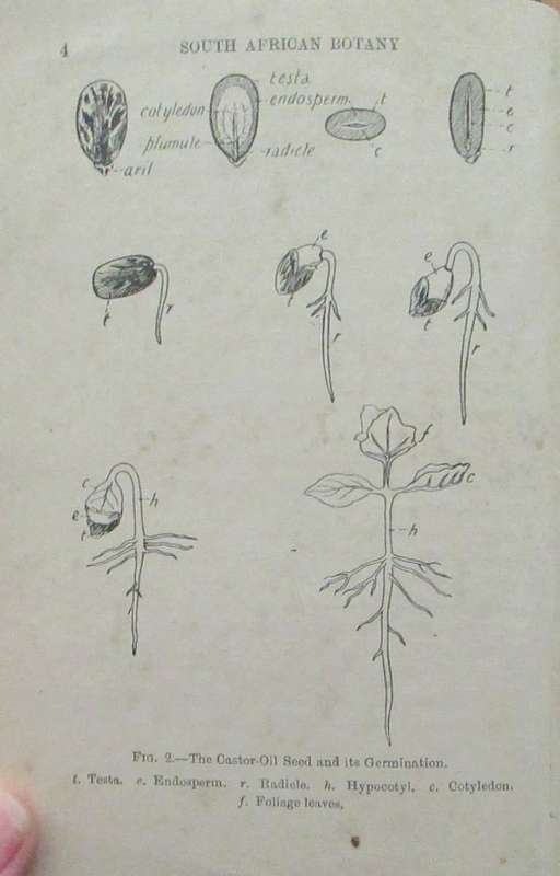 South African Botany