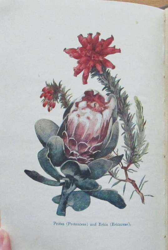 South African Botany