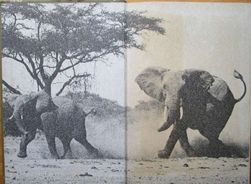 A Struggle for Survival the Elephant Problem