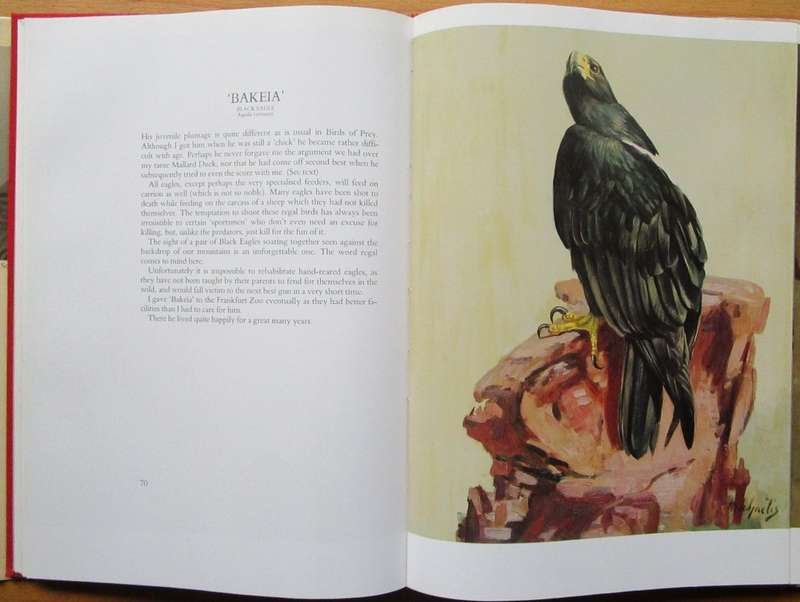 Birds of prey: A kinship