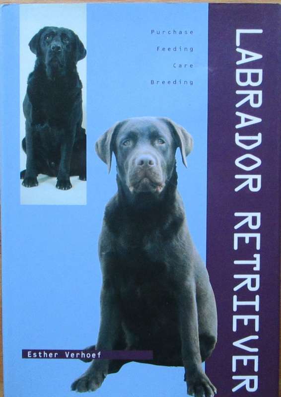 Labrador Retriever