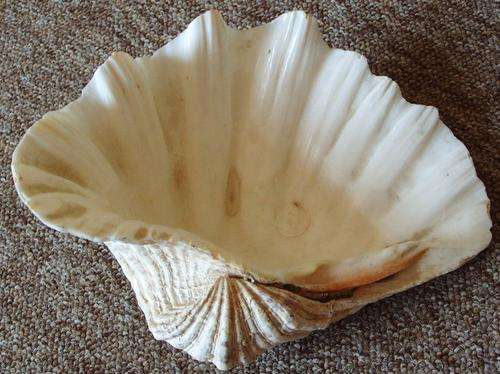 A BEAUTIFUL HUGE NATURAL SEASHELL - Expectional - You just don't see these anymore !!