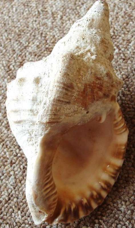 A BEAUTIFUL HUGE NATURAL SEASHELL - Expectional - You just don't see these anymore !!