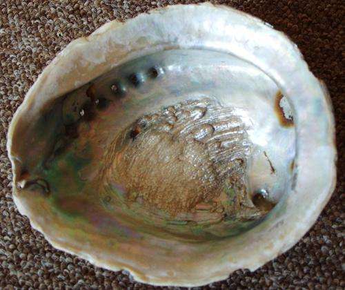 A BEAUTIFUL HUGE NATURAL SEASHELL - Expectional - You just don't see these anymore !!