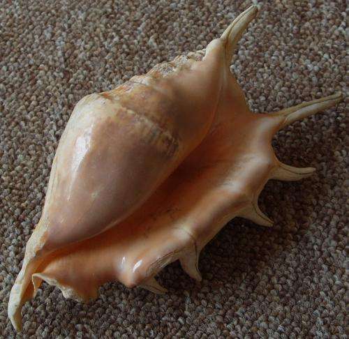 A BEAUTIFUL HUGE NATURAL SEASHELL - Expectional - You just don't see these anymore !!