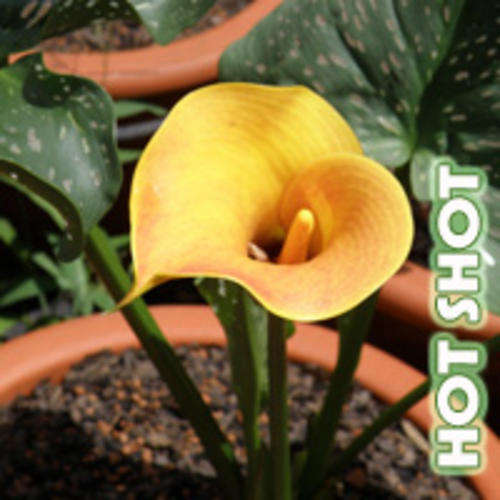 Hot Shot Zantedeschia bulbs - Calla Lilly - Arum Lilly fully grown bulbs by Emerald-Green