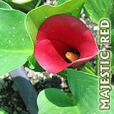 Majestic Red Zantedeschia bulbs - Calla Lilly - Arum Lilly fully grown LARGE bulbs