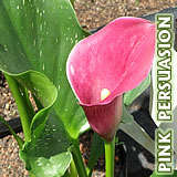 Pink Persuasion Zantedeschia bulbs - Calla Lilly - Arum Lilly fully grown LARGE bulbs