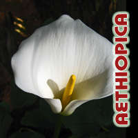 Zantedeschia Aethiopica large rhizomes- Calla Lilly - Arum Lilly 3-DAY TRANSPLANT