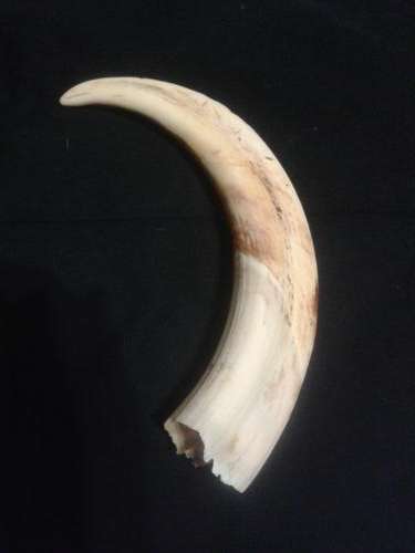 22cm Warthog tusk