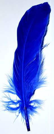 Sale!! Dark blue feathers   (5pcs)