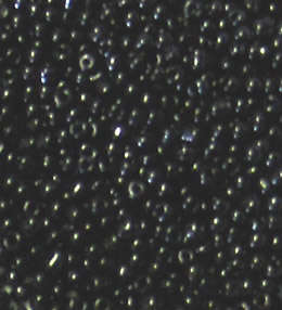 Black Opaque Seed beads 8/0 (20g)