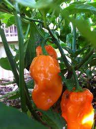 Habanero Seeds