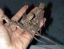 BABY BEARDIES