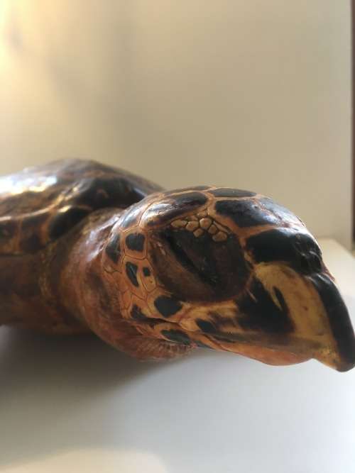 *L@@K RARE *LARGE ANTIQUE TAXIDERMY HAWKSBILL TURTLE (Eretmochelys imbricata)