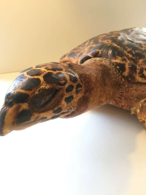 *L@@K RARE *LARGE ANTIQUE TAXIDERMY HAWKSBILL TURTLE (Eretmochelys imbricata)