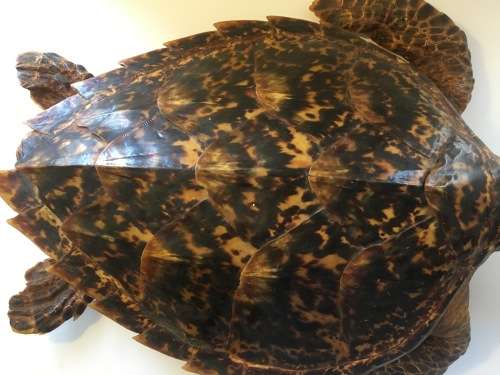 *L@@K RARE *LARGE ANTIQUE TAXIDERMY HAWKSBILL TURTLE (Eretmochelys imbricata)