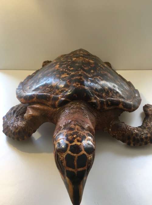*L@@K RARE *LARGE ANTIQUE TAXIDERMY HAWKSBILL TURTLE (Eretmochelys imbricata)