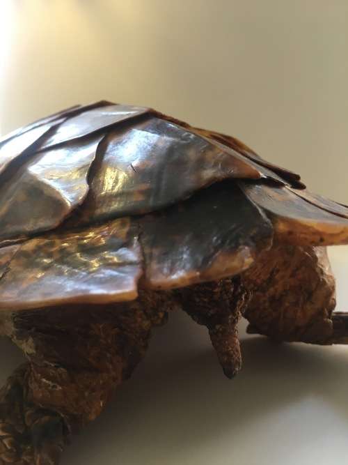 *L@@K RARE *LARGE ANTIQUE TAXIDERMY HAWKSBILL TURTLE (Eretmochelys imbricata)